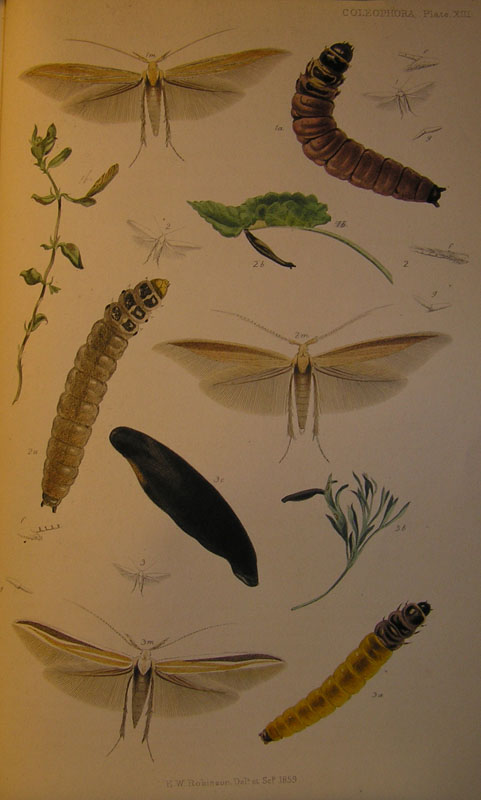Le Coleophoridae d''Italia